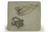 Fossil Crinoid (Decadocrinus) & Starfish Plate - Indiana #310206-1